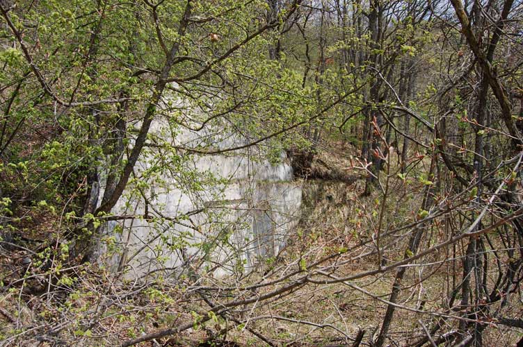 Attraverso la fitta boscaglia si inizia ad intravedere l'ingresso