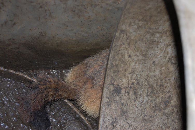 Marmotta all'interno del Ricovero B